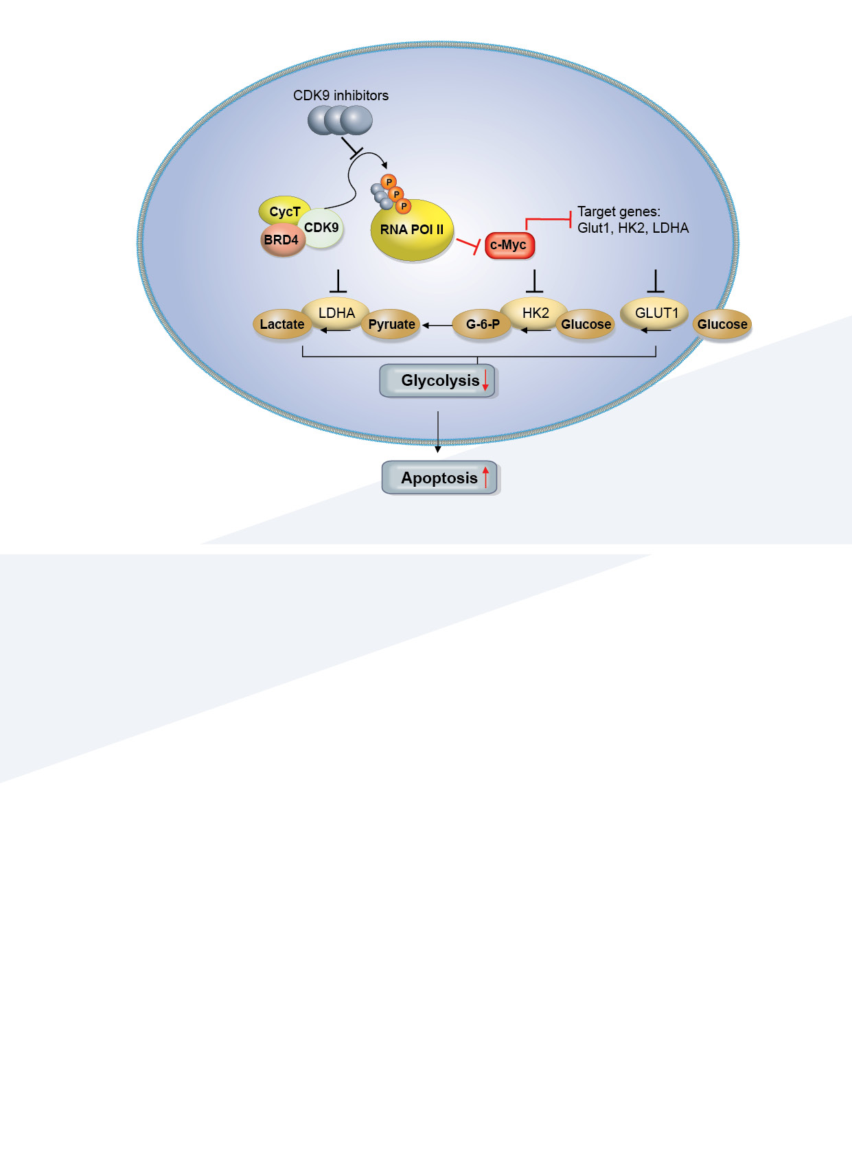 CLL